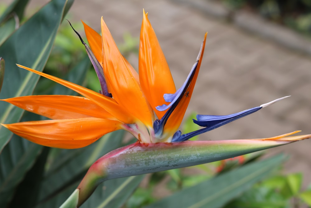 an orange and blue flower with green leaves