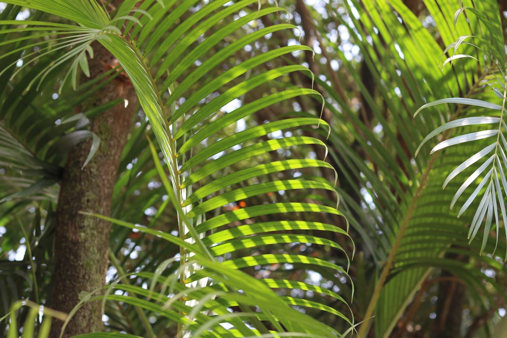 a close up of a palm tree with green leaves