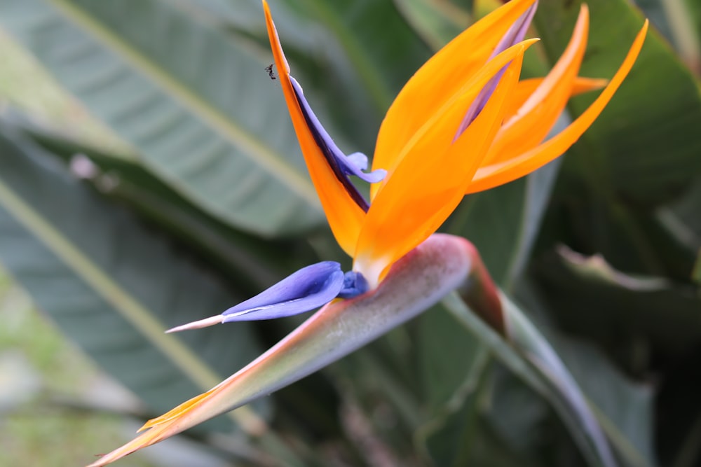 a close up of a flower with leaves in the background