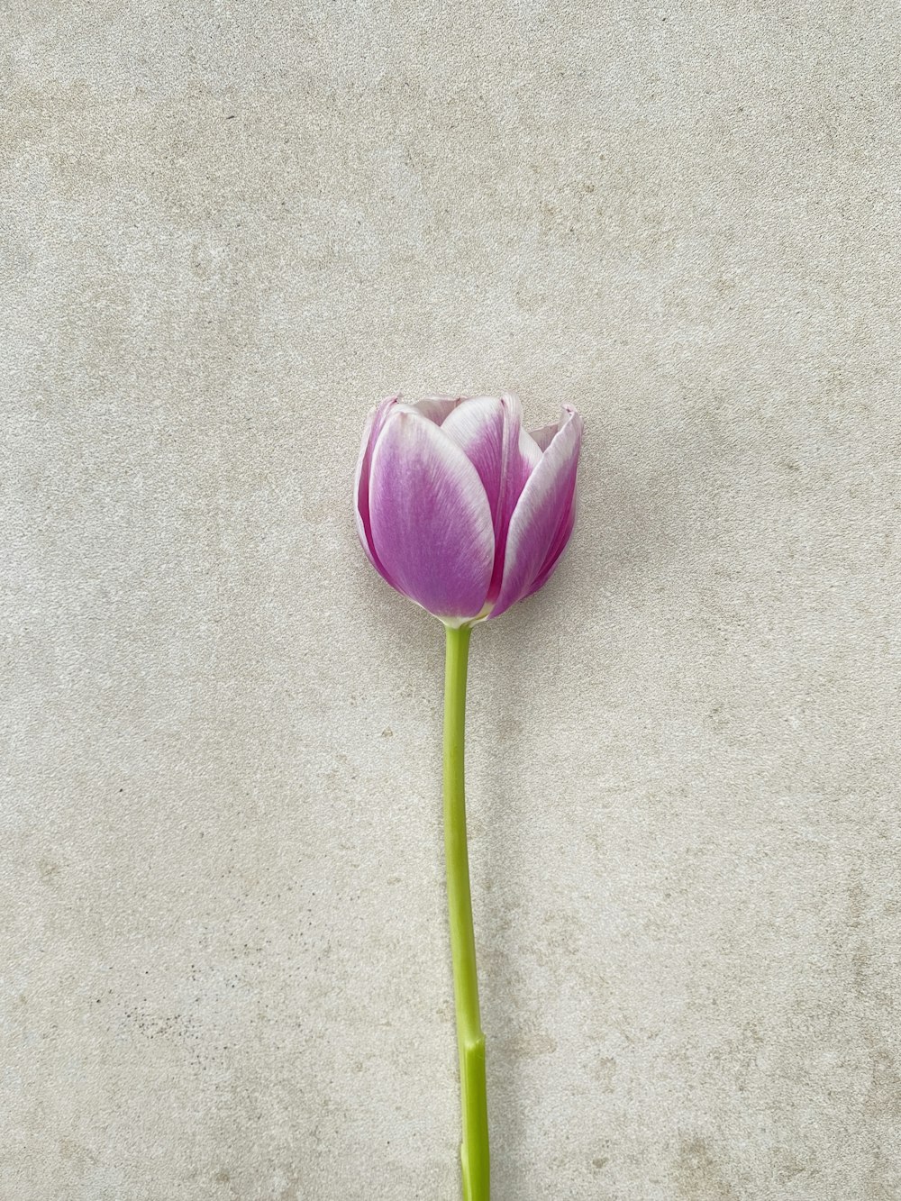 a single purple flower on a white background