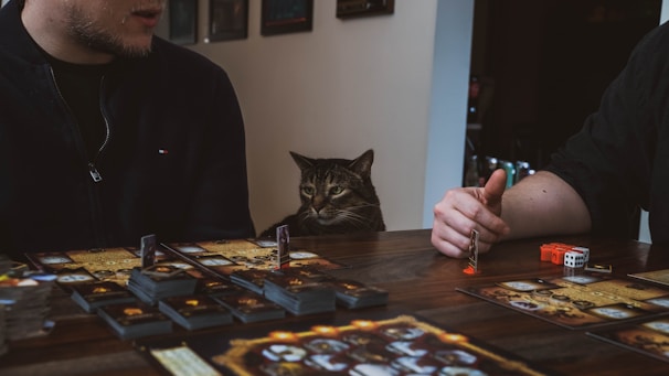 a man and a cat playing a board game
