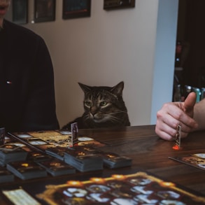 a man and a cat playing a board game