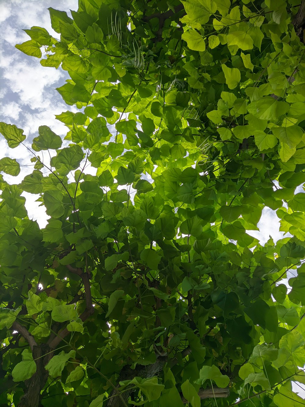 a tree with lots of green leaves on it
