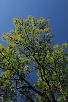 High-resolution image of a majestic oak tree with lush green leaves under a bright sky.