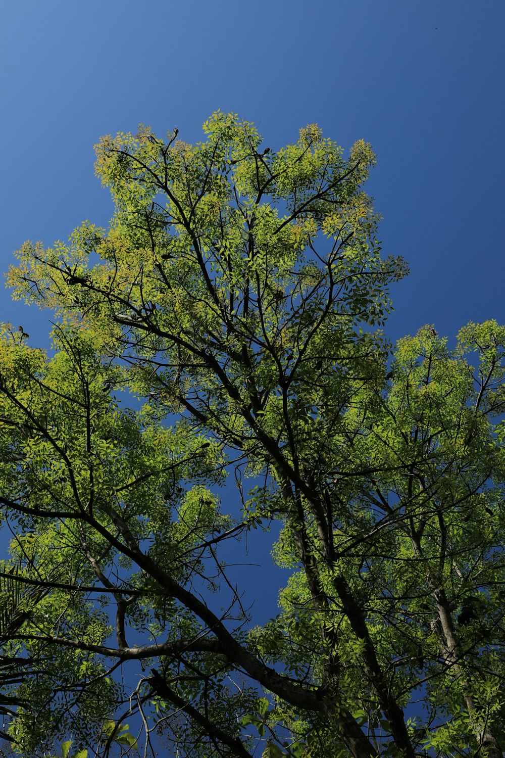 Un grand arbre avec beaucoup de feuilles vertes