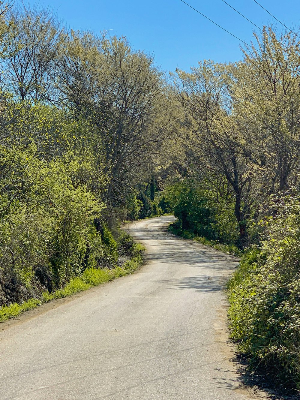 an empty road surrounded by trees and bushes