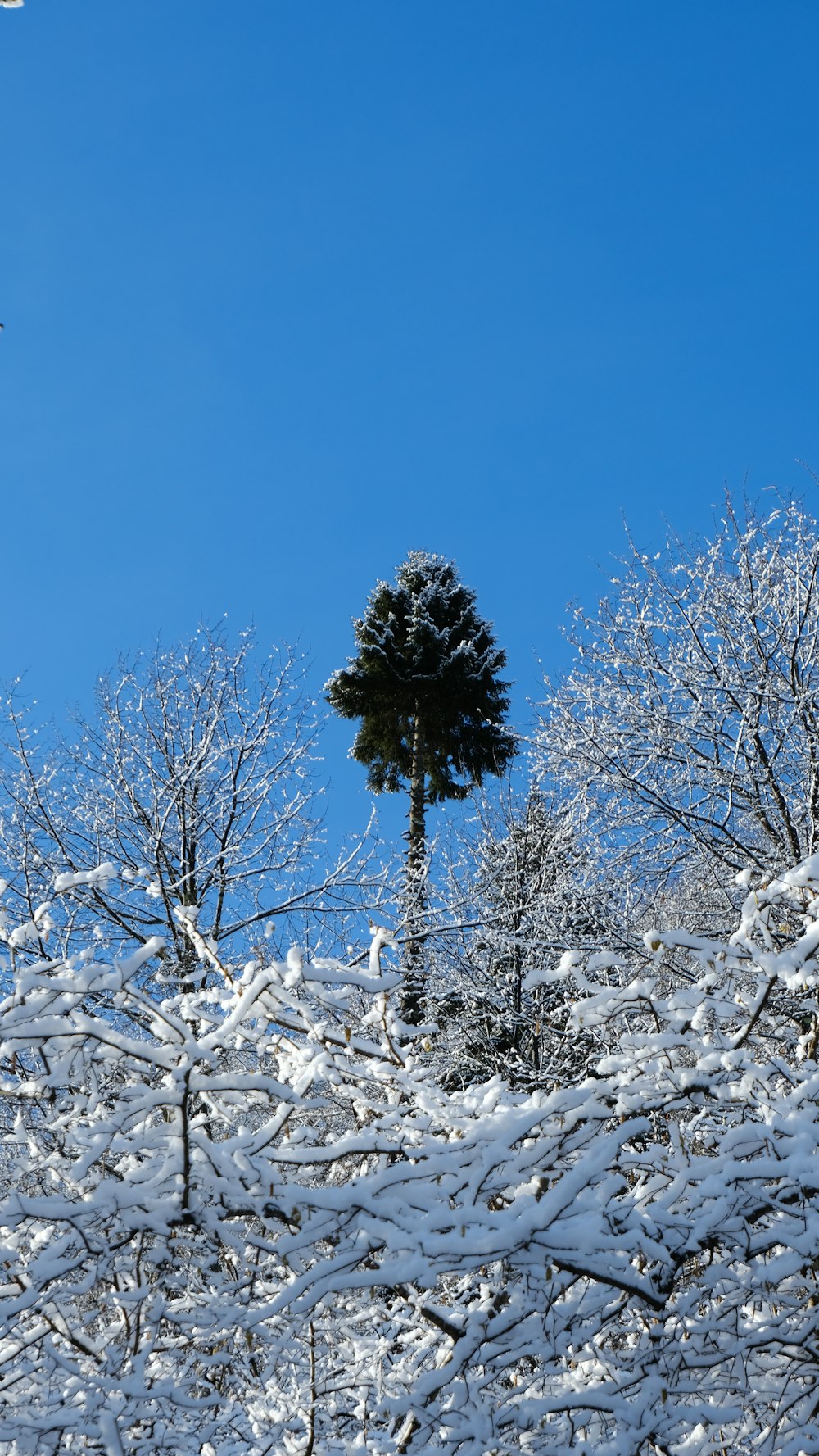 a tall tree in the middle of a snowy forest
