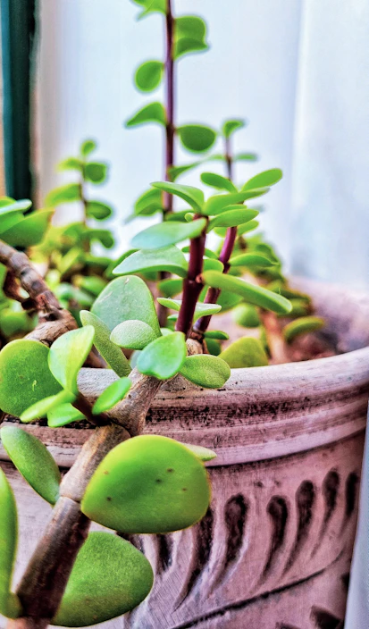Close-up of a beautifully textured flowerpot with a blooming succulent inside.