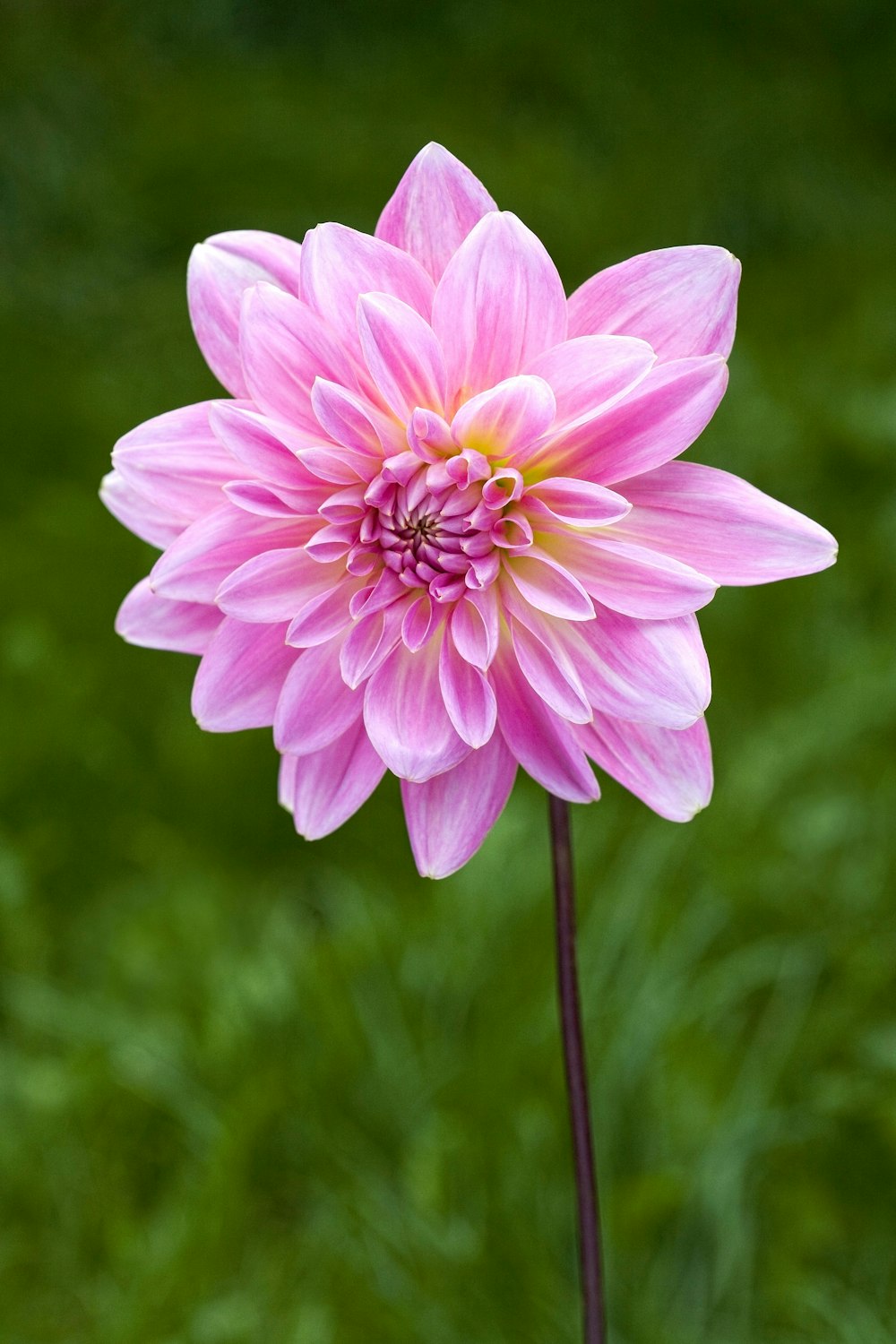 a pink flower with a green background