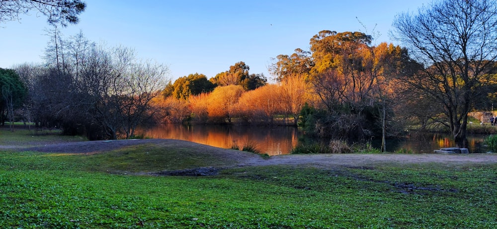 a pond surrounded by trees and grass in a park