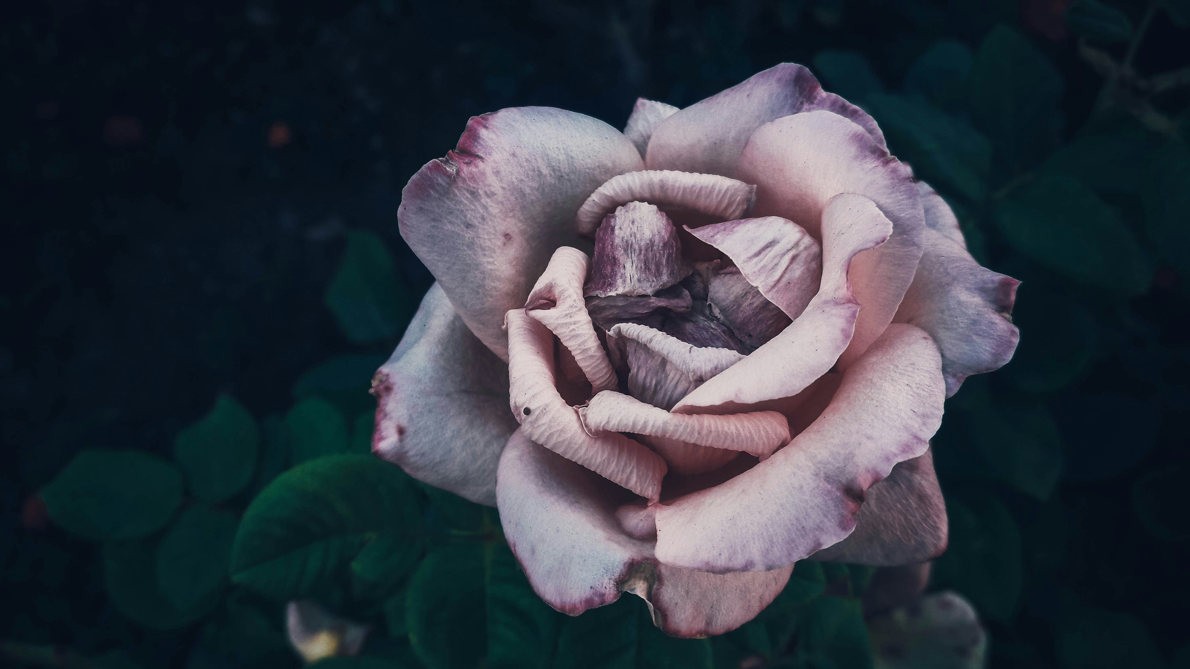 Lavender Rose Print