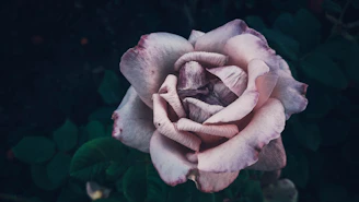 A close-up of a delicate lavender rose painting with soft pastel hues and intricate brushwork.