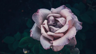 A close-up of a delicate lavender rose painting with soft pastel hues and intricate brushwork.