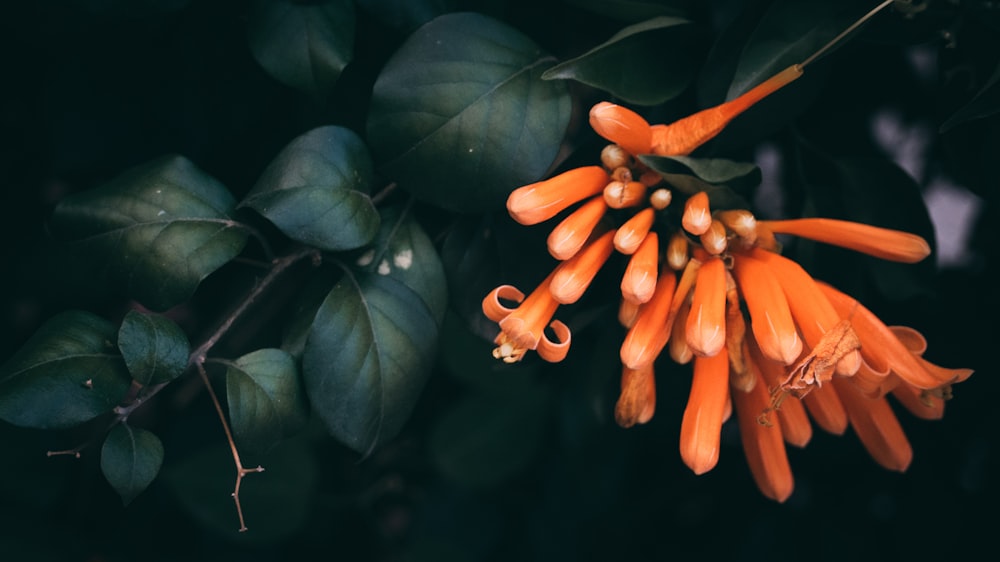 a close up of an orange flower on a tree