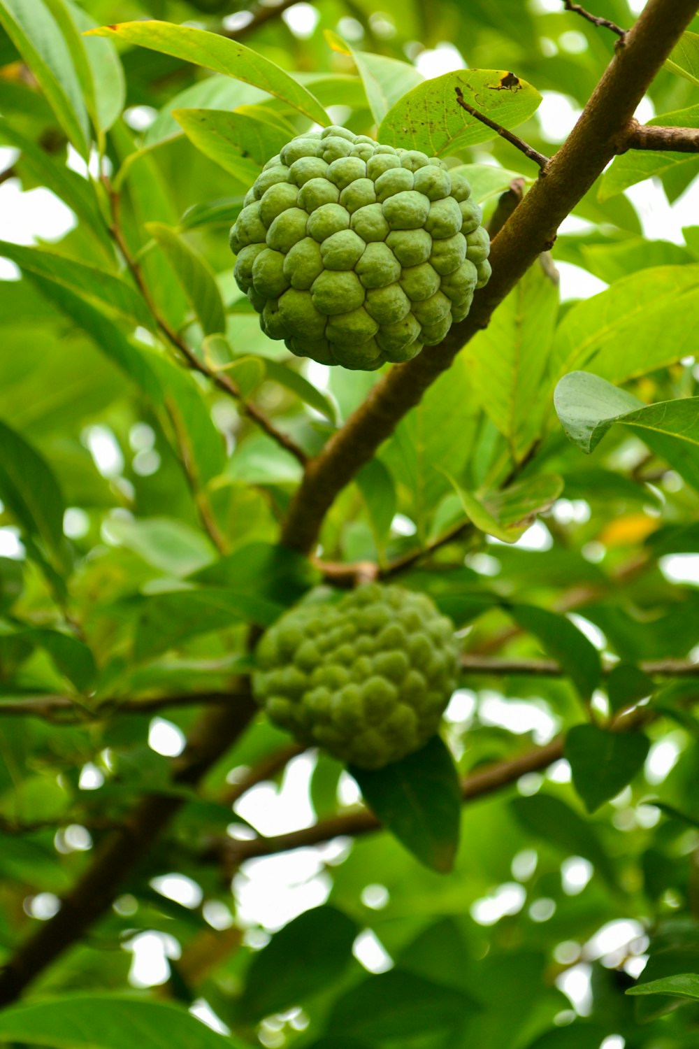 um fruto verde pendurado em um galho de árvore