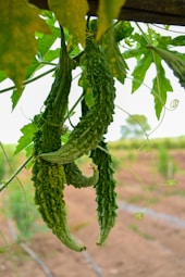 a bunch of cucumbers hanging from a vine