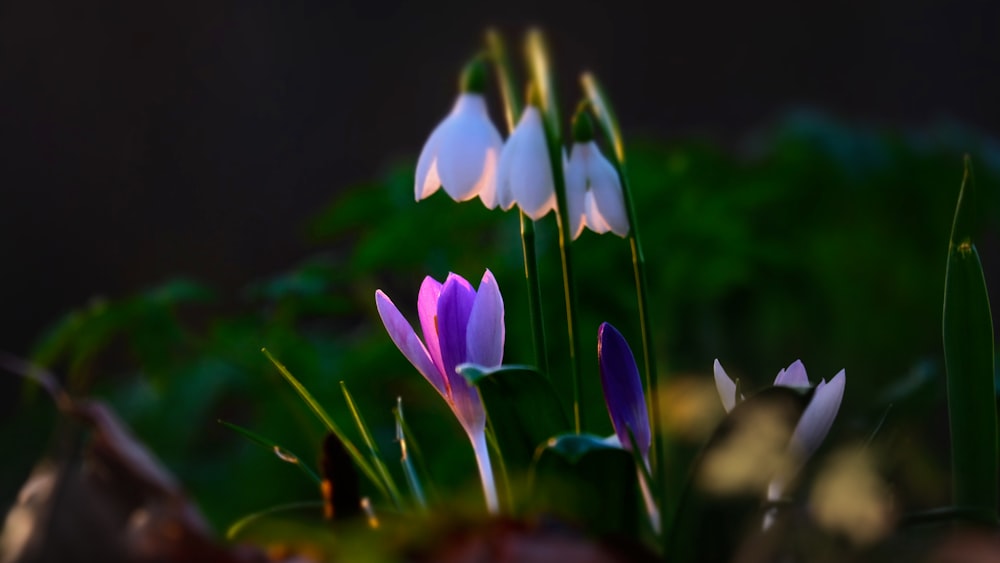 a group of flowers that are sitting in the grass