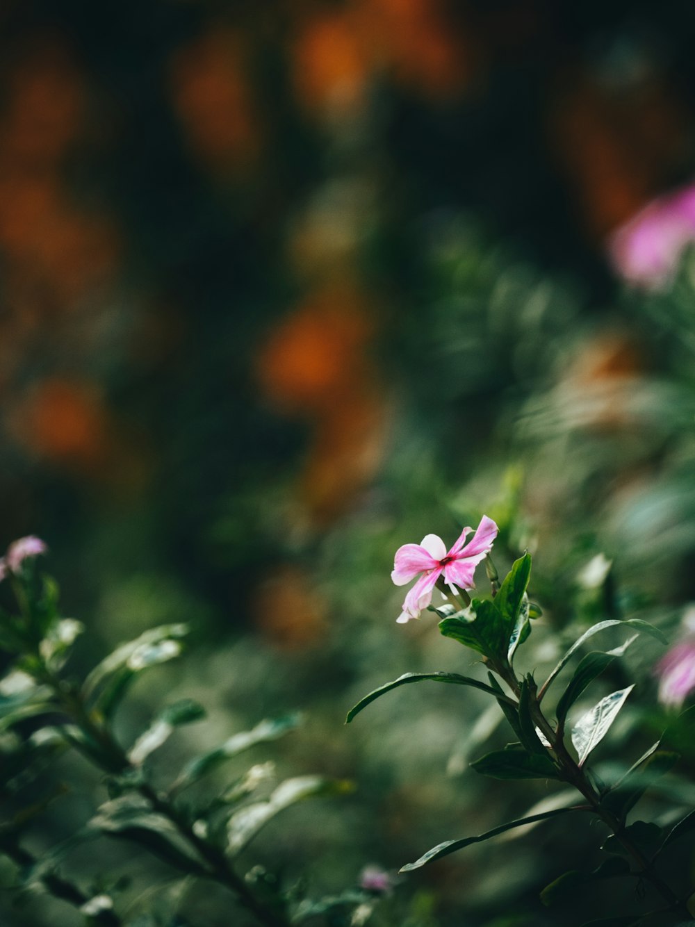 a small pink flower sitting on top of a green plant