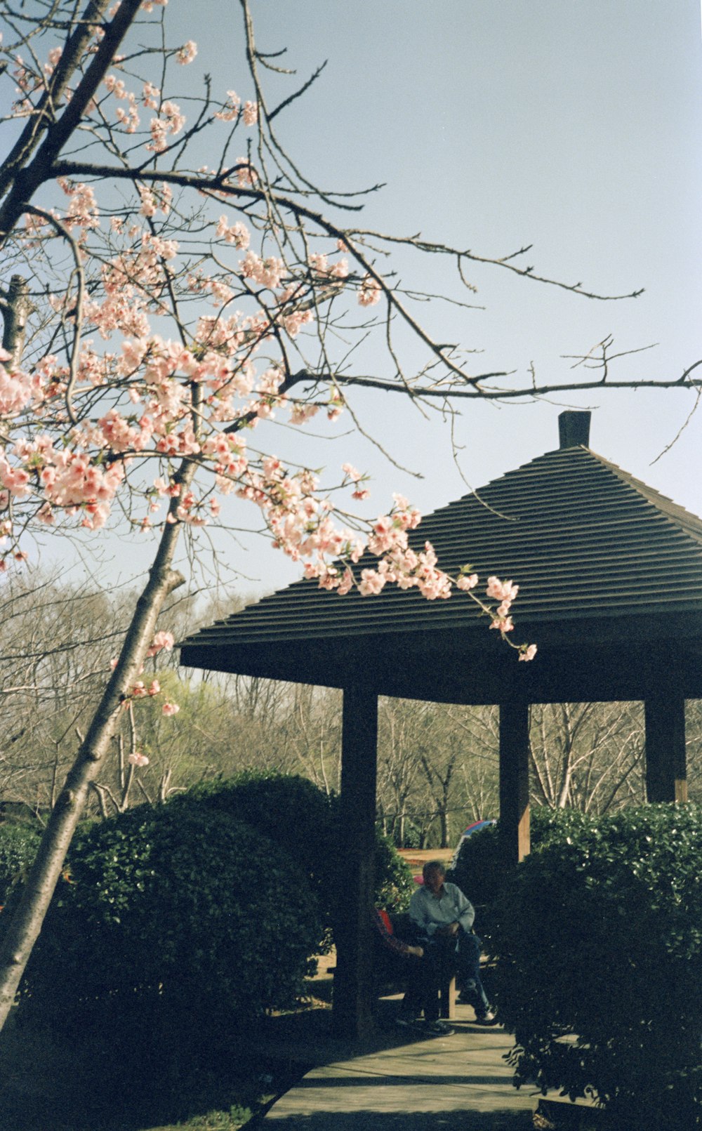 a gazebo in the middle of a park with pink flowers