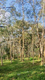 A serene forest with sunlight filtering through tall blue-tinged trees, symbolizing harmony between tech and nature.