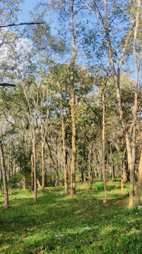 A serene forest with sunlight filtering through tall blue-tinged trees, symbolizing harmony between tech and nature.