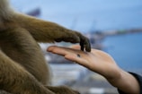 A close-up of a human hand reaching towards a primate's arm, both gently meeting in a gesture of connection against a blurred cityscape background.