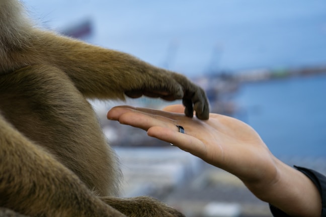 A close-up of a human hand reaching towards a primate's arm, both gently meeting in a gesture of connection against a blurred cityscape background.