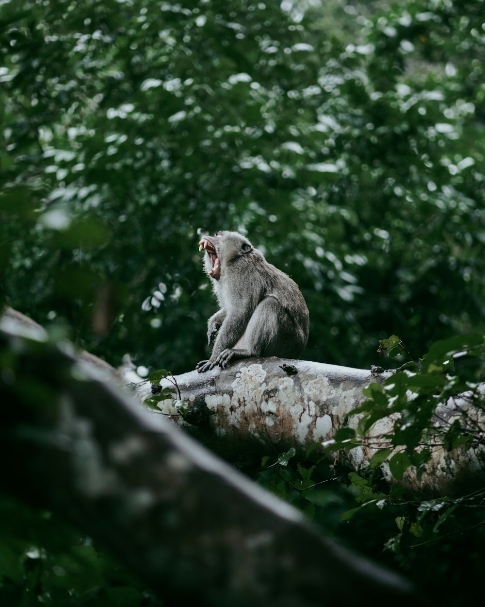 a monkey that is sitting on a tree branch