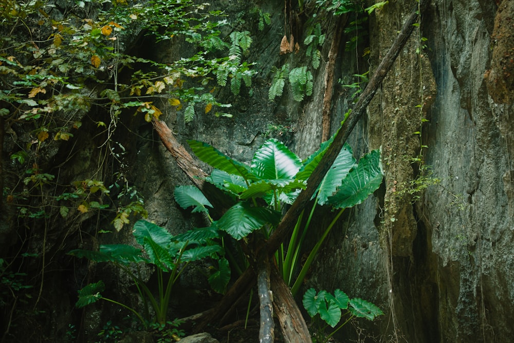 une plante verte luxuriante poussant sur le flanc d’une falaise