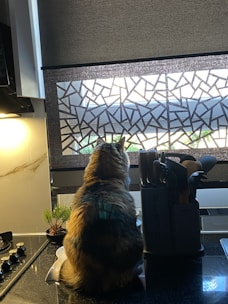 A sparkling clean kitchen with sunlight streaming through the window and a cat lounging on the counter.