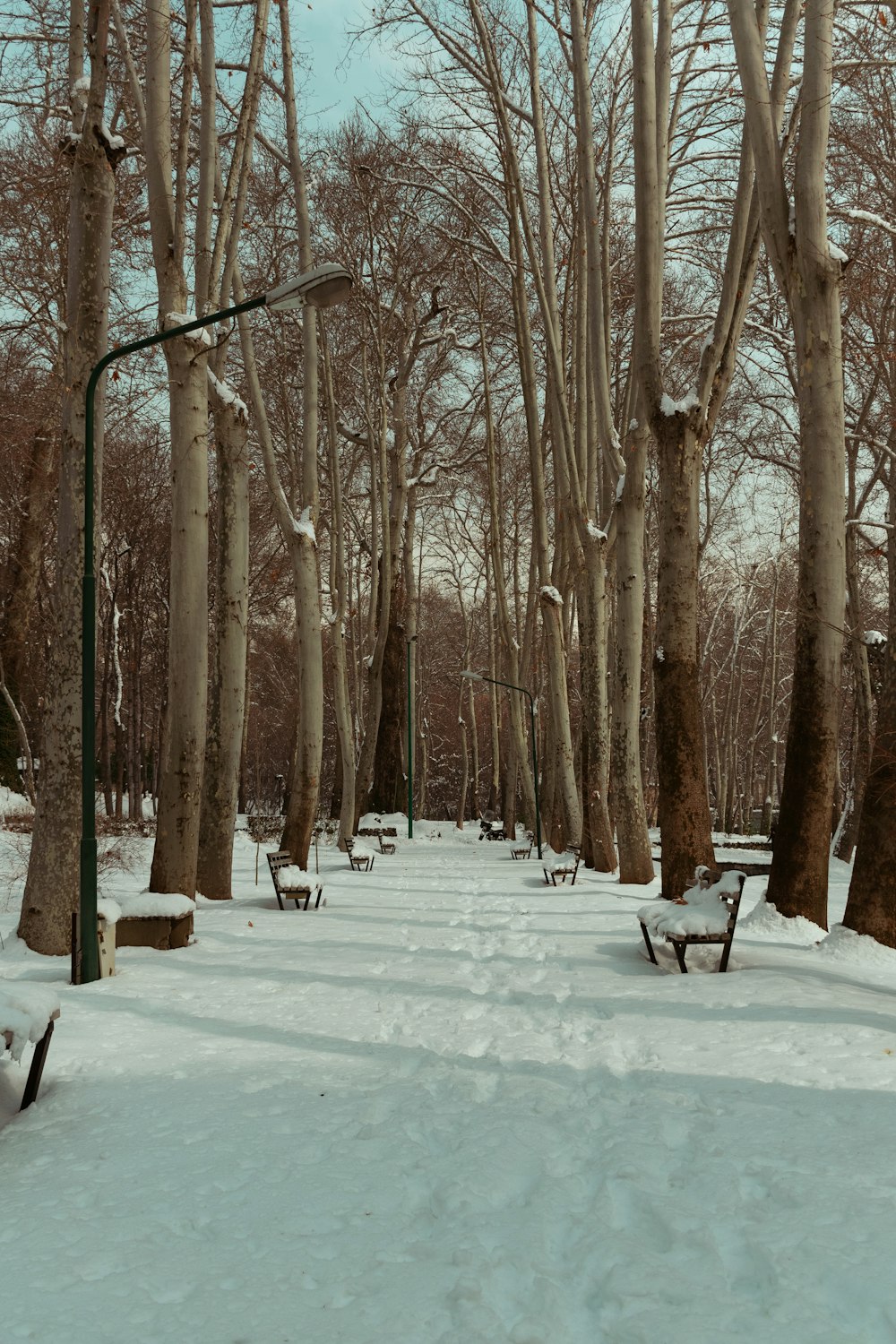 a snow covered park with benches and trees