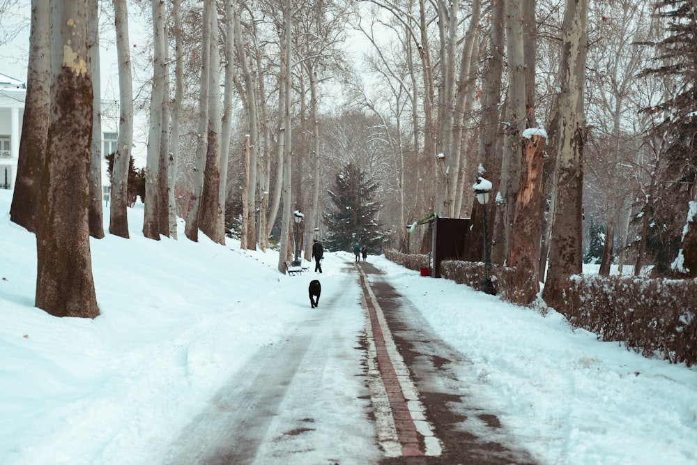 a dog walking down a snow covered road