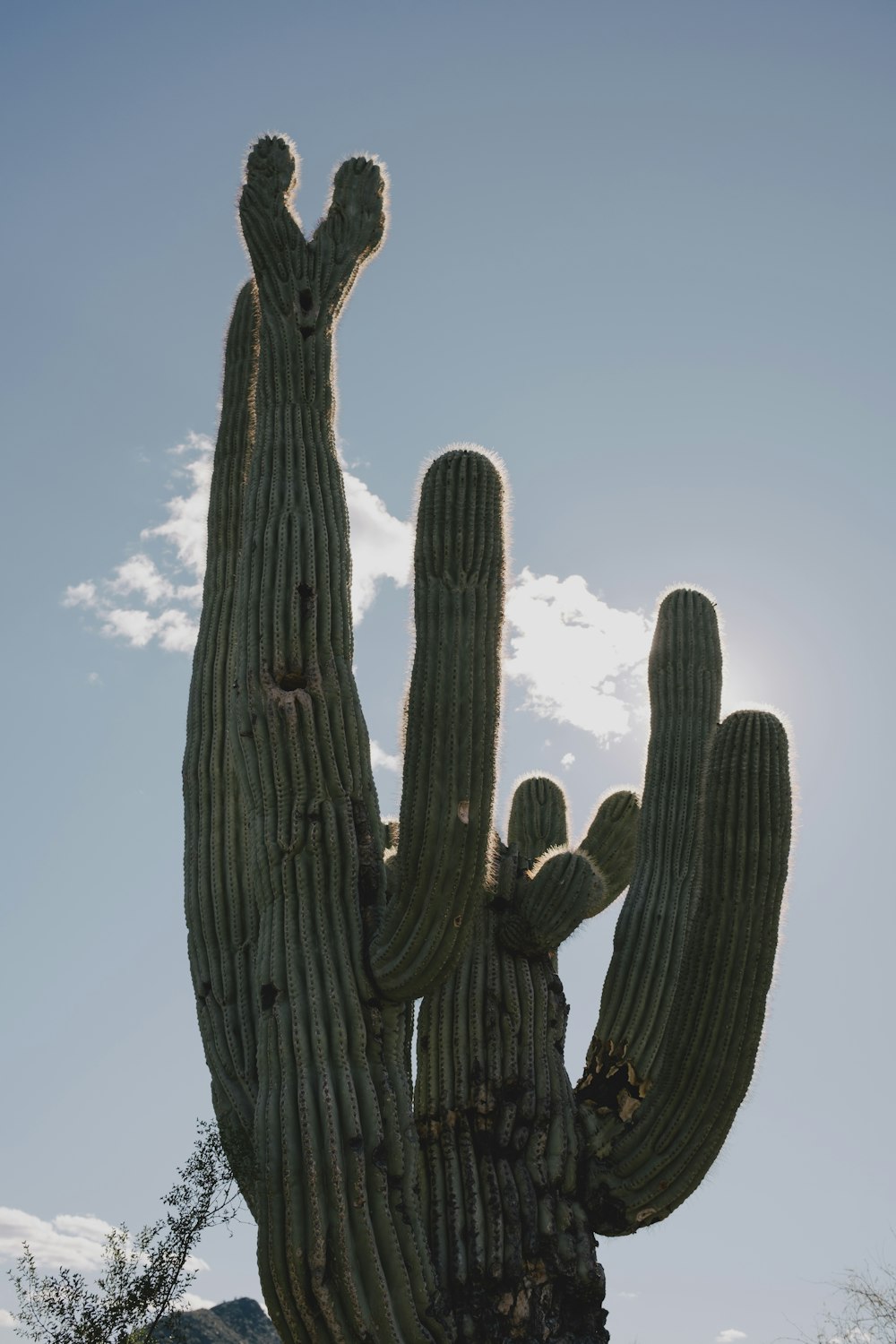 a large cactus with a sky background