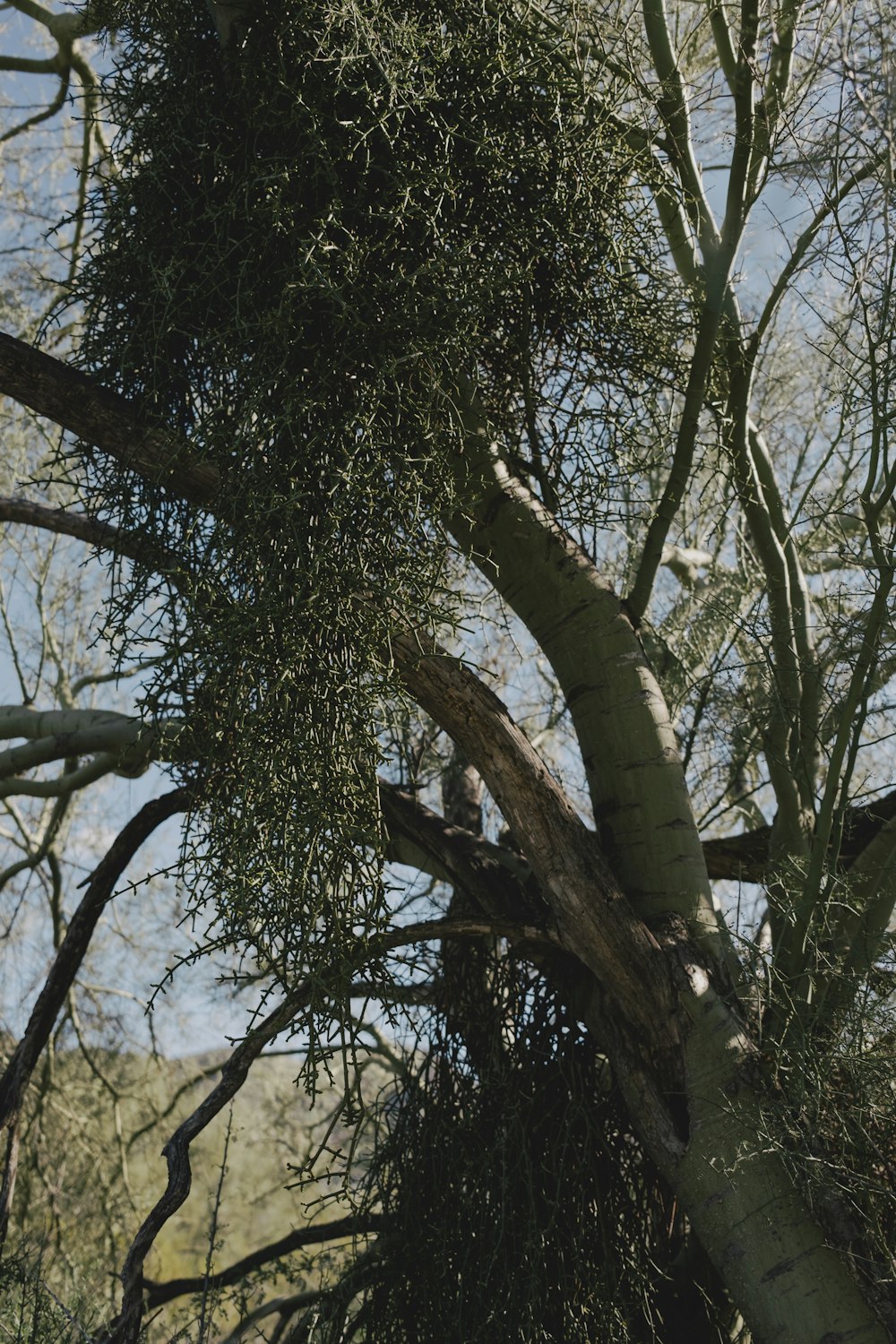 a tree with lots of green leaves and branches