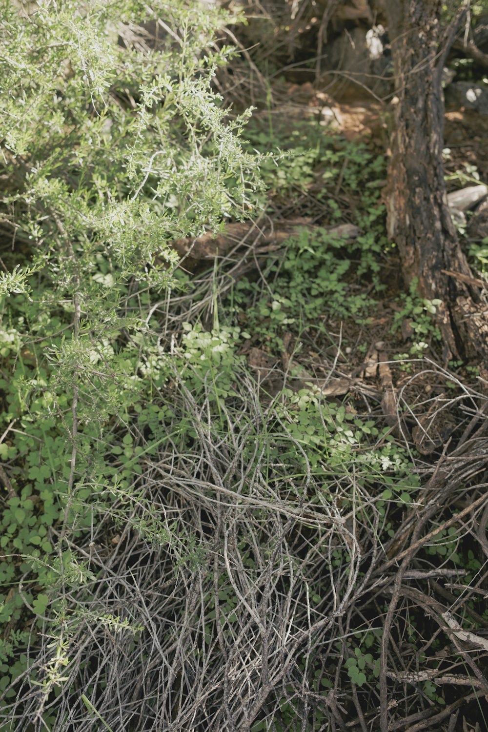 a black and white cat sitting in the woods