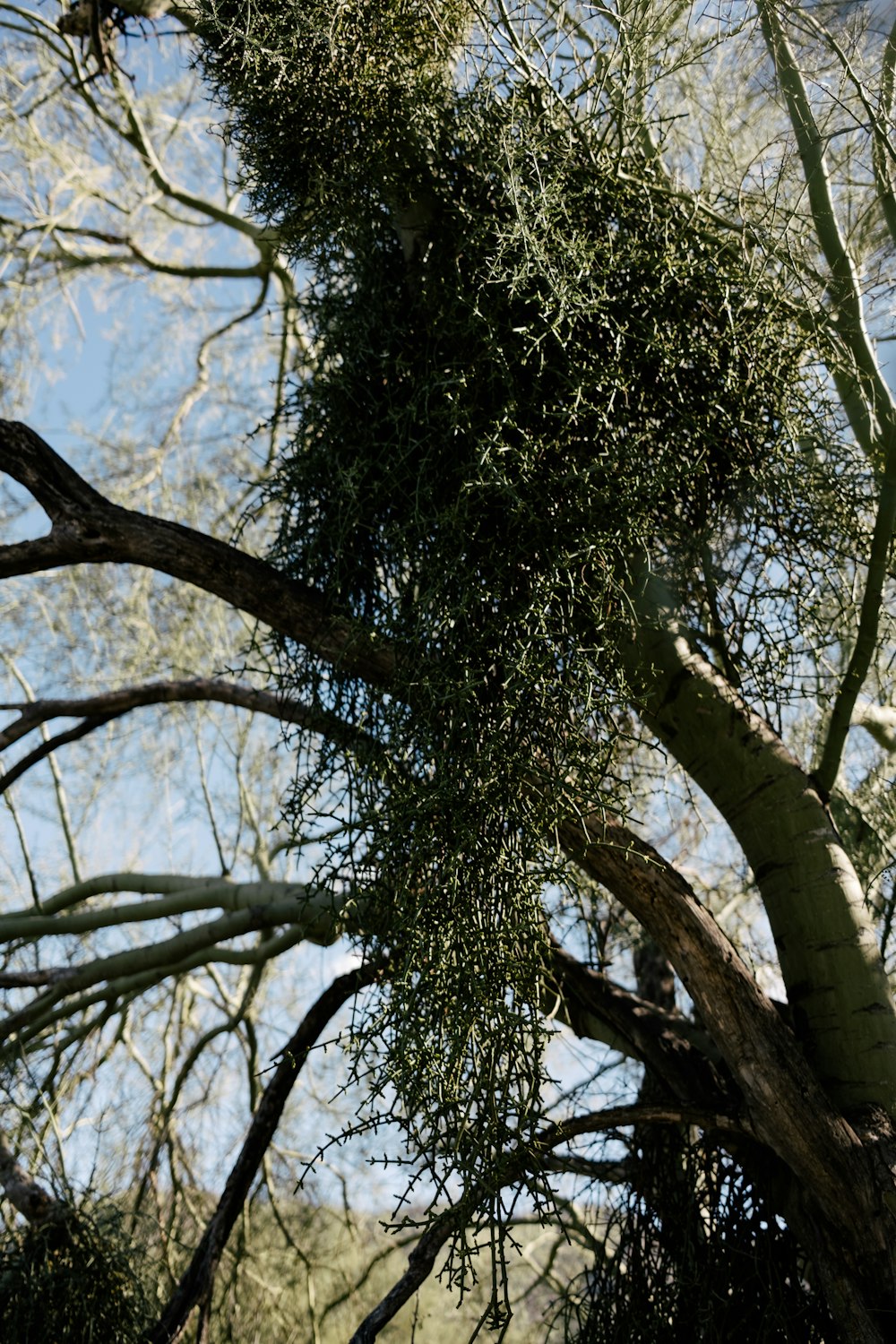 a very tall tree with lots of green leaves