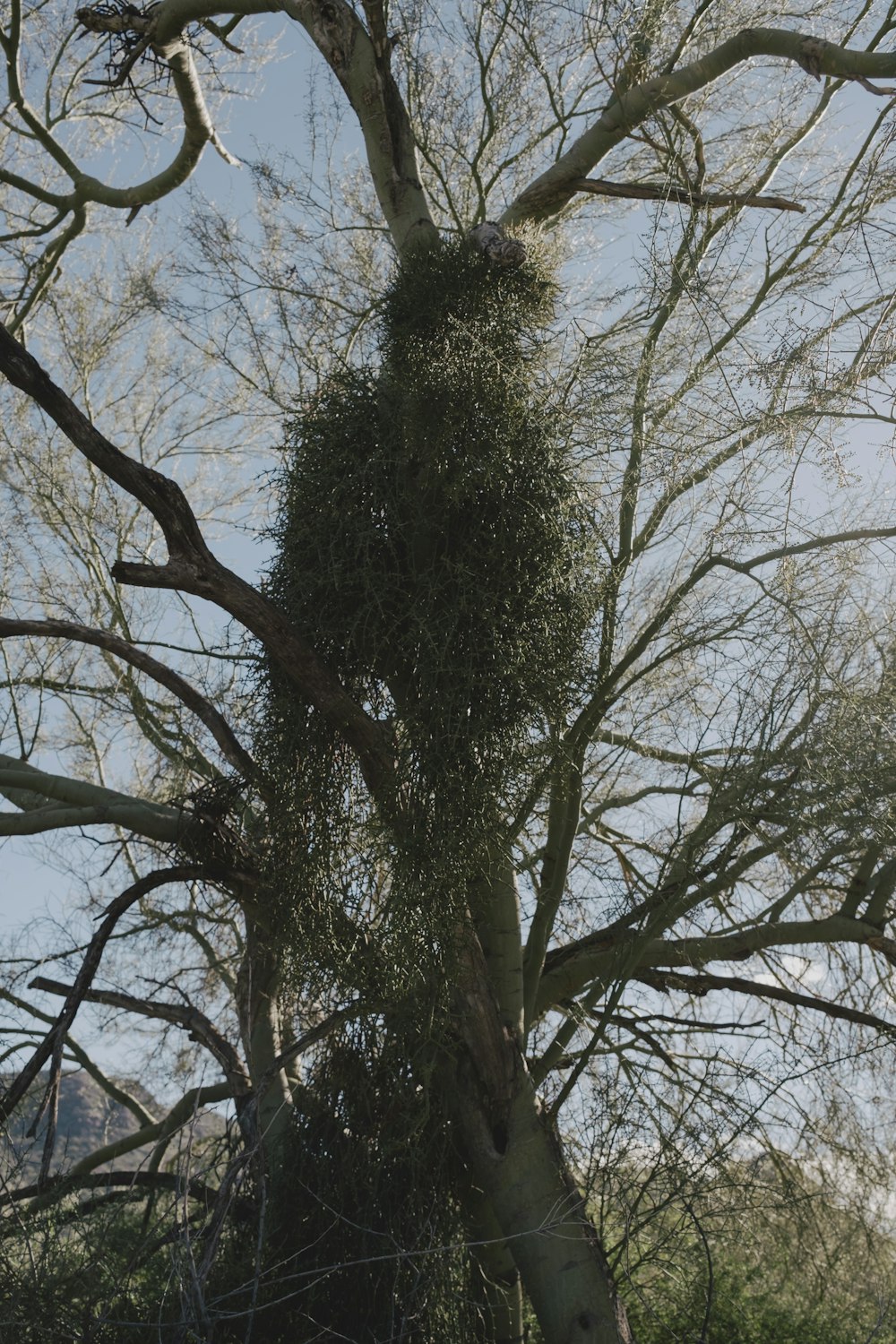 a bird nest in the top of a tree