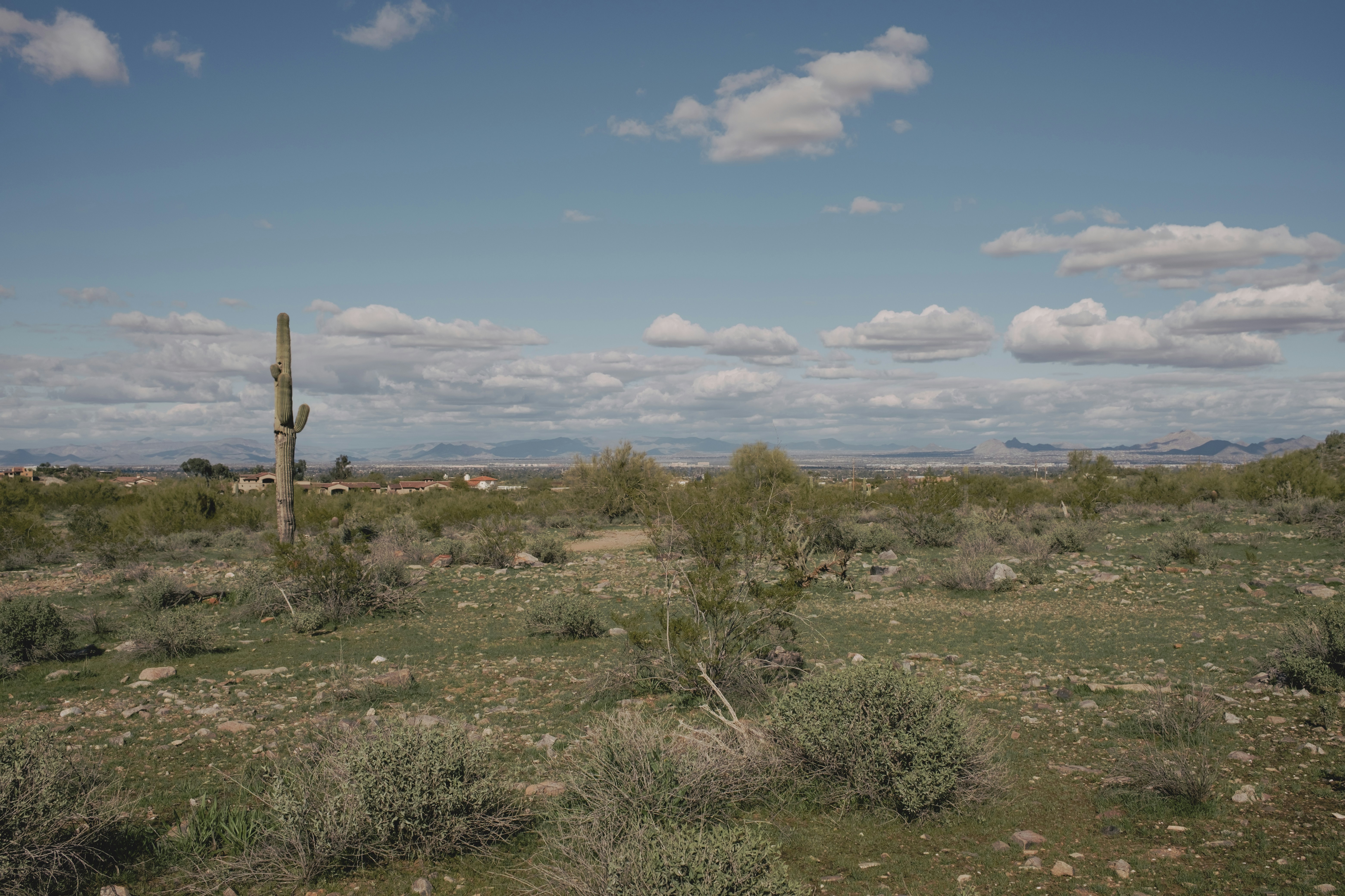 a large cactus in the middle of a field, 