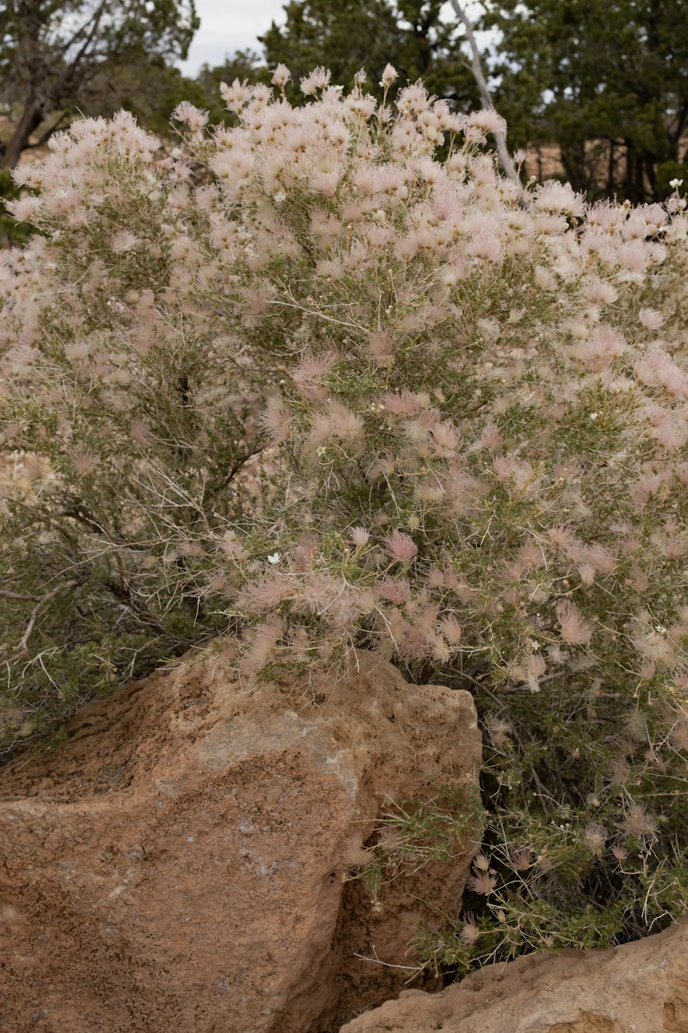 a bush with lots of pink flowers next to a rock