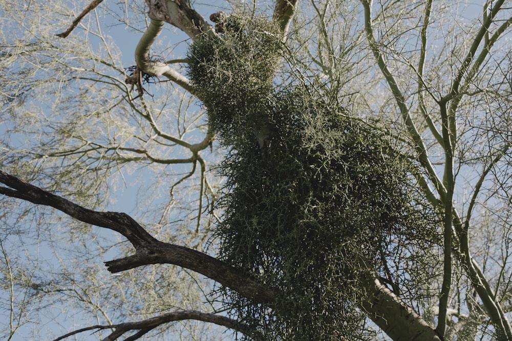 a bird sitting on top of a tall tree