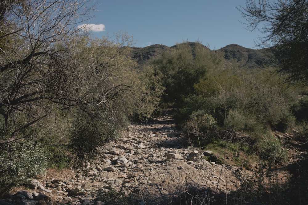 a rocky path in the middle of a forest