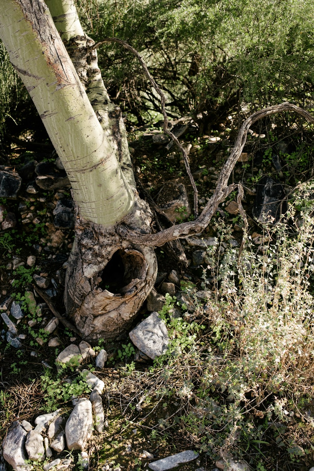 a tree that is sitting in the dirt