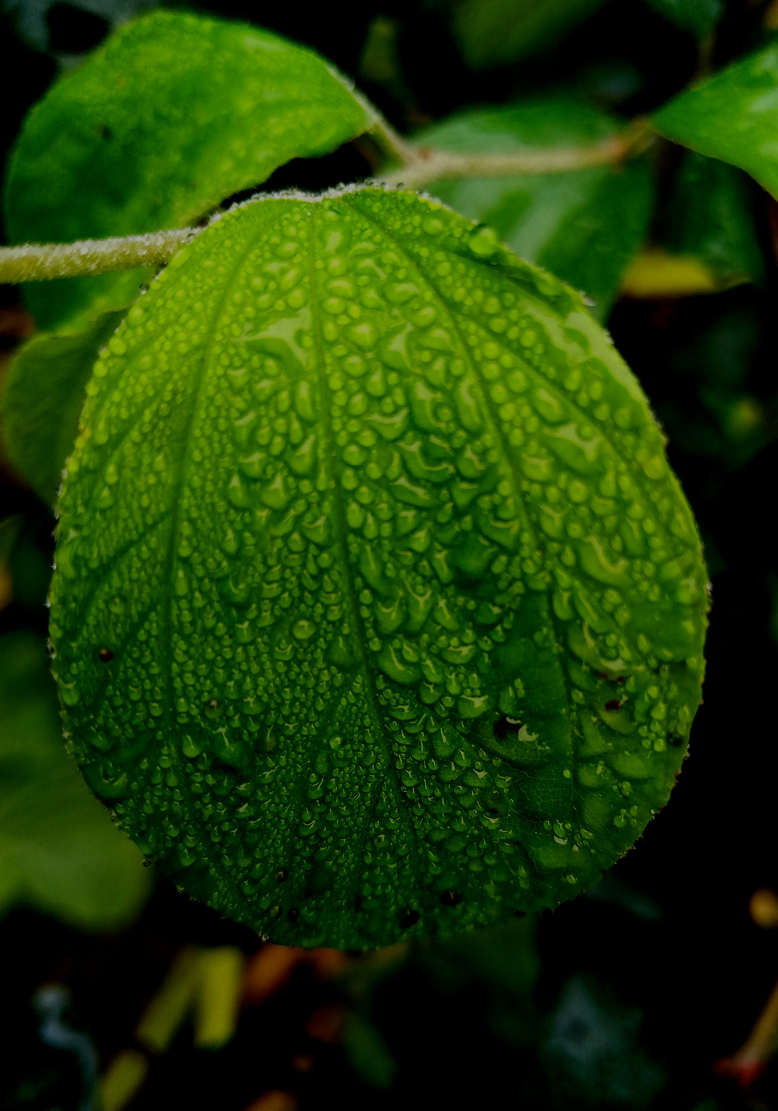 Photo by photoloveramico