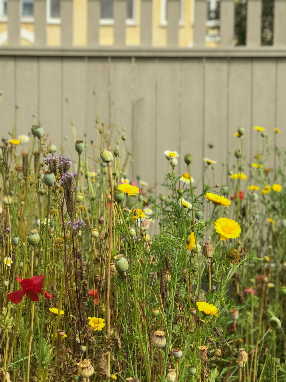 a bunch of flowers that are in the grass