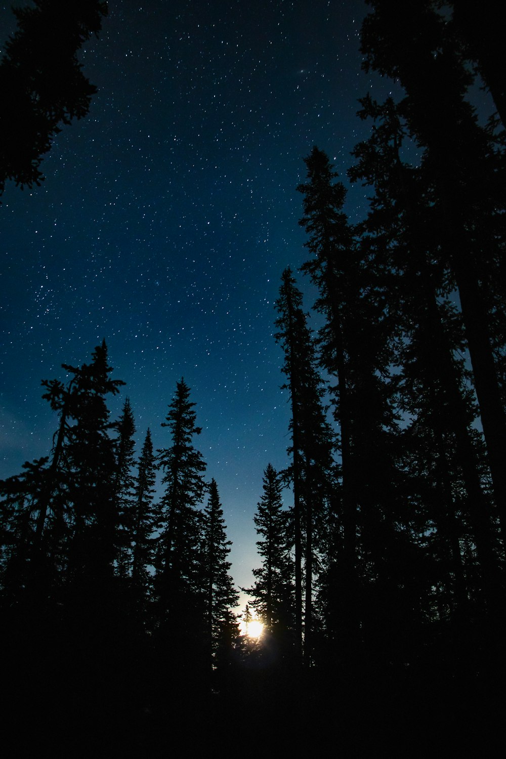 the night sky is lit up by the stars above the trees