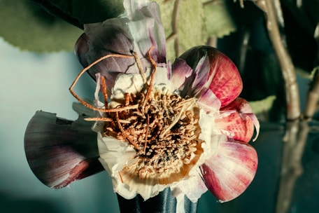 A close-up view of an artfully arranged dried flower, with vibrant red and purple petals that have a desiccated appearance. The intricate details of the flower's center are visible, showcasing a mix of browns and tans. The background is softly blurred, featuring green leaves and stems.