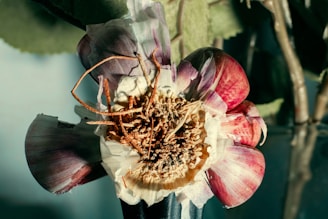 A close-up view of an artfully arranged dried flower, with vibrant red and purple petals that have a desiccated appearance. The intricate details of the flower's center are visible, showcasing a mix of browns and tans. The background is softly blurred, featuring green leaves and stems.
