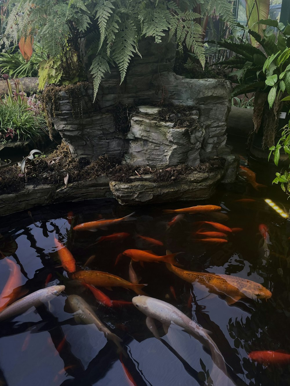 a group of fish swimming in a pond