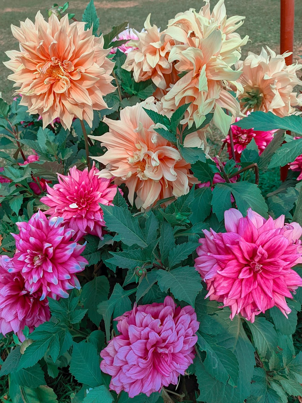 a bunch of flowers that are in a pot