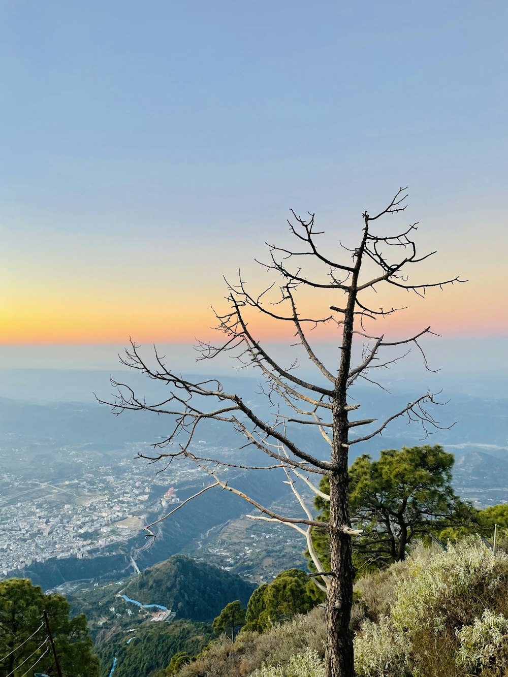 a dead tree on a hill with a view of a city in the distance